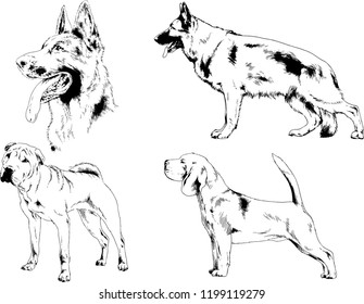 vector drawings sketches pedigree dogs in the racks drawn in ink by hand , objects with no background