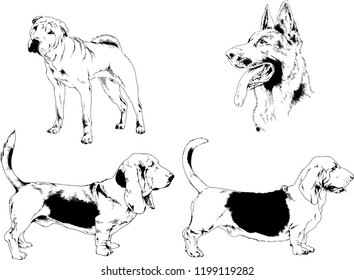 vector drawings sketches pedigree dogs in the racks drawn in ink by hand , objects with no background