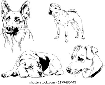 vector drawings sketches pedigree dogs in the racks drawn in ink by hand , objects with no background
