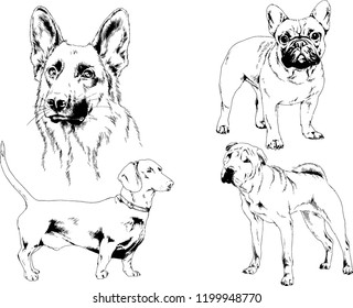 vector drawings sketches pedigree dogs in the racks drawn in ink by hand , objects with no background