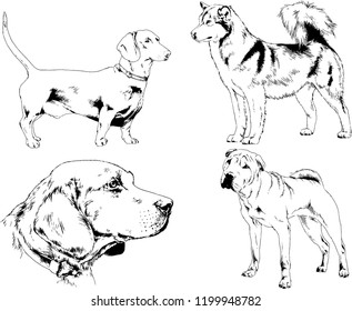 vector drawings sketches pedigree dogs in the racks drawn in ink by hand , objects with no background