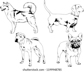 vector drawings sketches pedigree dogs in the racks drawn in ink by hand , objects with no background