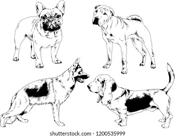 vector drawings sketches pedigree dogs in the racks drawn in ink by hand , objects with no background