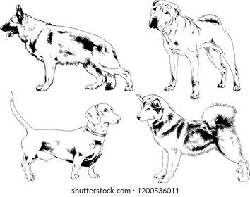 vector drawings sketches pedigree dogs in the racks drawn in ink by hand , objects with no background