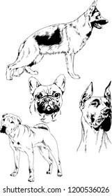vector drawings sketches pedigree dogs in the racks drawn in ink by hand , objects with no background