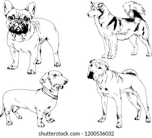 vector drawings sketches pedigree dogs in the racks drawn in ink by hand , objects with no background