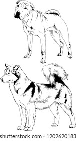 vector drawings sketches pedigree dogs in the racks drawn in ink by hand , objects with no background