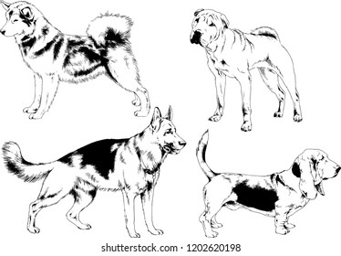 vector drawings sketches pedigree dogs in the racks drawn in ink by hand , objects with no background