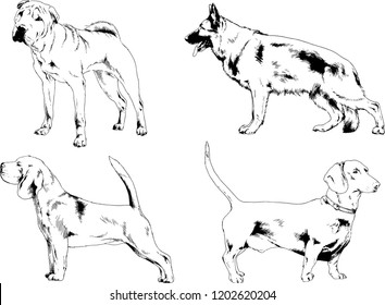 vector drawings sketches pedigree dogs in the racks drawn in ink by hand , objects with no background
