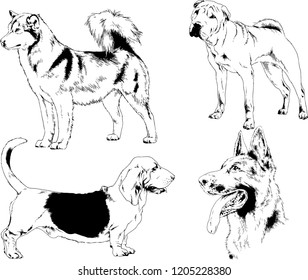 vector drawings sketches pedigree dogs in the racks drawn in ink by hand , objects with no background