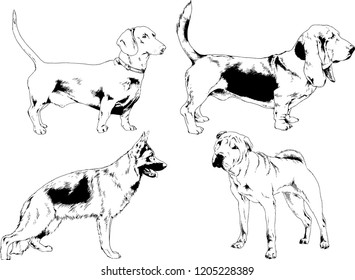 vector drawings sketches pedigree dogs in the racks drawn in ink by hand , objects with no background