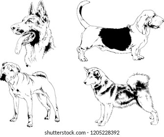 vector drawings sketches pedigree dogs in the racks drawn in ink by hand , objects with no background