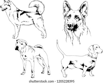 vector drawings sketches pedigree dogs in the racks drawn in ink by hand , objects with no background