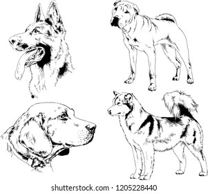 vector drawings sketches pedigree dogs in the racks drawn in ink by hand , objects with no background