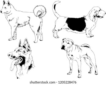 vector drawings sketches pedigree dogs in the racks drawn in ink by hand , objects with no background
