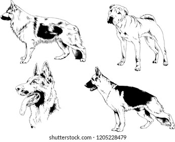vector drawings sketches pedigree dogs in the racks drawn in ink by hand , objects with no background