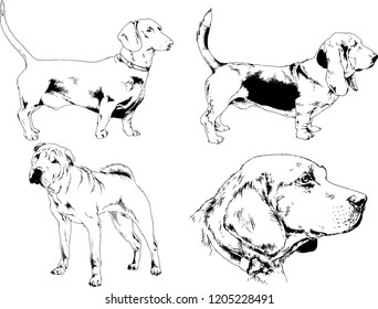 vector drawings sketches pedigree dogs in the racks drawn in ink by hand , objects with no background
