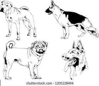 vector drawings sketches pedigree dogs in the racks drawn in ink by hand , objects with no background