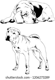vector drawings sketches pedigree dogs in the racks drawn in ink by hand , objects with no background