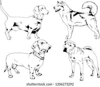 vector drawings sketches pedigree dogs in the racks drawn in ink by hand , objects with no background