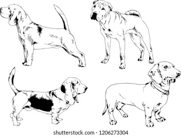 vector drawings sketches pedigree dogs in the racks drawn in ink by hand , objects with no background