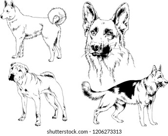 vector drawings sketches pedigree dogs in the racks drawn in ink by hand , objects with no background