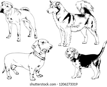 vector drawings sketches pedigree dogs in the racks drawn in ink by hand , objects with no background