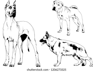 vector drawings sketches pedigree dogs in the racks drawn in ink by hand , objects with no background