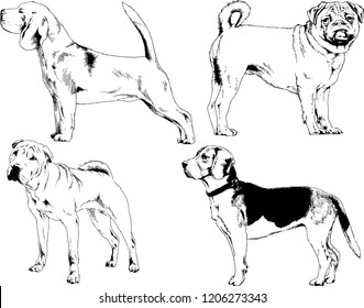 vector drawings sketches pedigree dogs in the racks drawn in ink by hand , objects with no background