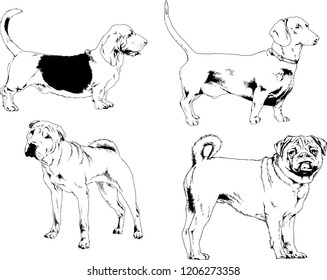 vector drawings sketches pedigree dogs in the racks drawn in ink by hand , objects with no background