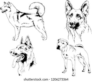 vector drawings sketches pedigree dogs in the racks drawn in ink by hand , objects with no background