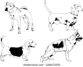 vector drawings sketches pedigree dogs in the racks drawn in ink by hand , objects with no background