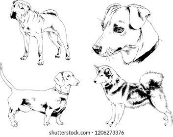 vector drawings sketches pedigree dogs in the racks drawn in ink by hand , objects with no background