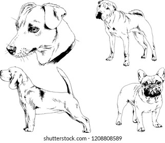 vector drawings sketches pedigree dogs in the racks drawn in ink by hand , objects with no background