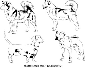 vector drawings sketches pedigree dogs in the racks drawn in ink by hand , objects with no background