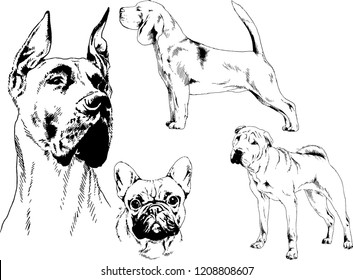 vector drawings sketches pedigree dogs in the racks drawn in ink by hand , objects with no background