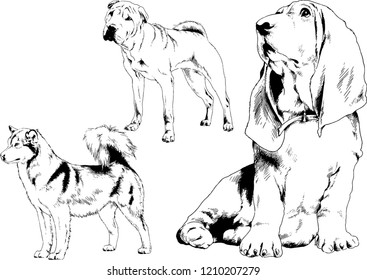 vector drawings sketches pedigree dogs in the racks drawn in ink by hand , objects with no background