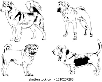 vector drawings sketches pedigree dogs in the racks drawn in ink by hand , objects with no background