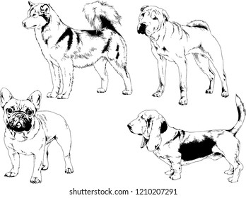 vector drawings sketches pedigree dogs in the racks drawn in ink by hand , objects with no background