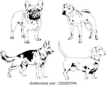 vector drawings sketches pedigree dogs in the racks drawn in ink by hand , objects with no background