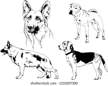 vector drawings sketches pedigree dogs in the racks drawn in ink by hand , objects with no background