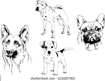 vector drawings sketches pedigree dogs in the racks drawn in ink by hand , objects with no background