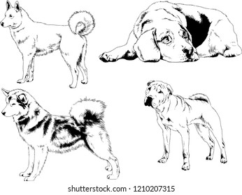 vector drawings sketches pedigree dogs in the racks drawn in ink by hand , objects with no background