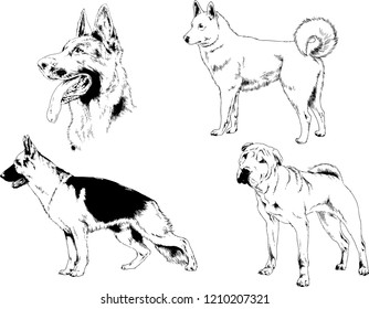 vector drawings sketches pedigree dogs in the racks drawn in ink by hand , objects with no background