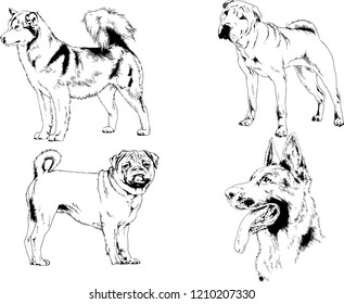 vector drawings sketches pedigree dogs in the racks drawn in ink by hand , objects with no background