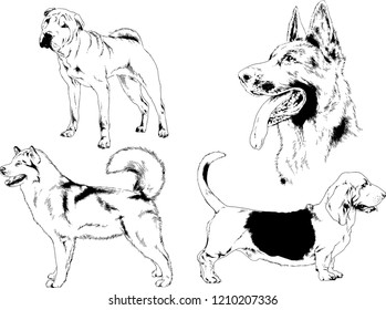 vector drawings sketches pedigree dogs in the racks drawn in ink by hand , objects with no background