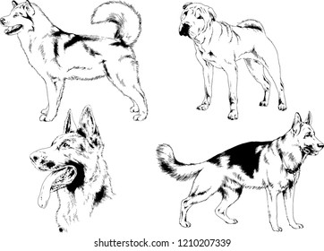 vector drawings sketches pedigree dogs in the racks drawn in ink by hand , objects with no background