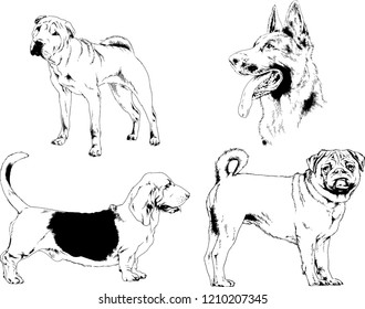 vector drawings sketches pedigree dogs in the racks drawn in ink by hand , objects with no background