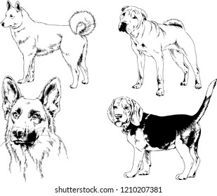 vector drawings sketches pedigree dogs in the racks drawn in ink by hand , objects with no background