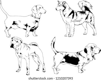 vector drawings sketches pedigree dogs in the racks drawn in ink by hand , objects with no background